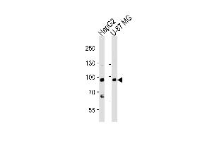Western blot analysis of lysates from HepG2, U-87 MG cell line (from left to right), using URG4 Antibody (Center) (ABIN653942 and ABIN2843171). (URGCP antibody  (AA 466-495))