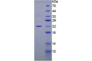 SDS-PAGE analysis of Mouse PPIF Protein. (PPIF Protein)