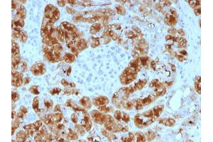 Formalin-fixed, paraffin-embedded human Pancreas stained with GP2 Mouse Monoclonal Antibody (GP2/1805). (GP2 antibody  (AA 35-179))