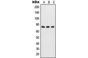 Western blot analysis of NF-kappaB p65 (pS536) expression in HeLa TNFa-treated (A), NIH3T3 LPS-treated (B), rat brain (C) whole cell lysates. (NF-kB p65 antibody  (C-Term, pSer536))