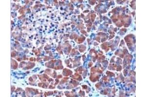 Image no. 1 for anti-serpin Peptidase Inhibitor, Clade I (Pancpin), Member 2 (SERPINI2) (Internal Region) antibody (ABIN374538) (SERPINI2 antibody  (Internal Region))