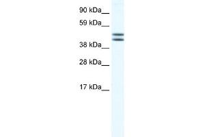 WB Suggested Anti-EGLN2 Antibody Titration:  0. (PHD1 antibody  (N-Term))