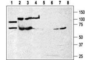 Western blot analysis of rat brain membranes (lanes 1 and 5) and human K562 chronic myelogenous leukemia cell line (lanes 2 and 6) and Mouse WEHI-231 B cell lymphoma (lanes 3 and 7) and human HL-60  promyelocytic leukemia cell line (lanes 4 and 8):  - 1-4.