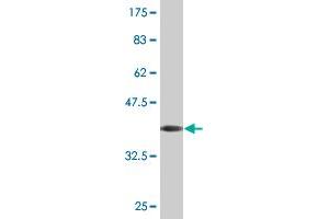 DMP1 antibody  (AA 221-330)