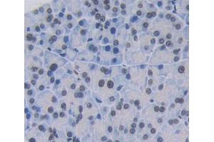 IHC-P analysis of kidney tissue, with DAB staining. (INSM1 antibody  (AA 278-518))