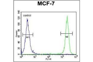 Flow cytometric analysis of MCF-7 cells using SEL1L Antibody (Center) Cat. (SEL1L antibody  (Middle Region))