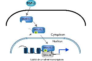 The SMAD pathway follows the canonical TGF-ß signaling pathway. (SMAD3 antibody  (Internal Region, pThr179))