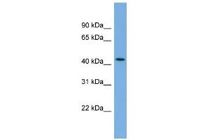 WB Suggested Anti-SKA3 Antibody Titration: 0. (SKA3 antibody  (Middle Region))