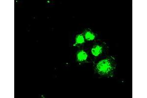 Immunofluorescence (IF) image for anti-Solute Carrier Family 2 (Facilitated Glucose/fructose Transporter), Member 5 (SLC2A5) antibody (ABIN1498476) (SLC2A5 antibody)