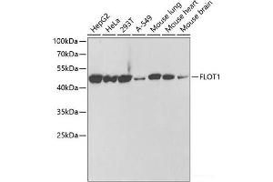 Western blot analysis of extracts of various cell lines using FLOT1 Polyclonal Antibody at dilution of 1:1000. (Flotillin 1 antibody)