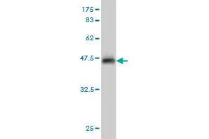 Western Blot detection against Immunogen (37. (INSRR antibody  (AA 651-760))