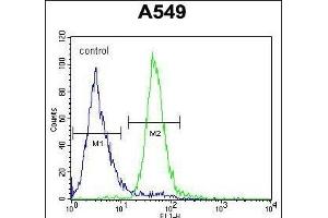 C Antibody (C-term) (ABIN653958 and ABIN2843915) flow cytometric analysis of A549 cells (right histogram) compared to a negative control cell (left histogram). (C15ORF39 antibody  (C-Term))