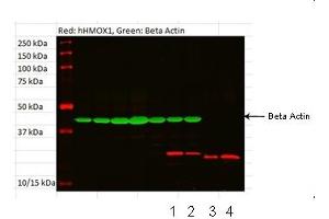 HMOX1 antibody - N-terminal region  validated by WB using tonsil and fibroblast at 1:1000. (HMOX1 antibody  (N-Term))