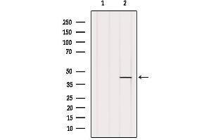 Western blot analysis of extracts from HepG2, using U12 Antibody. (RNU12-2P antibody)