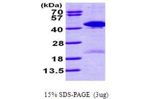 SDS-PAGE (SDS) image for Tissue Specific Transplantation Antigen P35B (TSTA3) (AA 1-321) protein (His tag) (ABIN667170) (TSTA3 Protein (AA 1-321) (His tag))