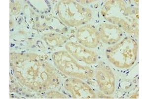 Immunohistochemistry of paraffin-embedded human kidney tissue using ABIN7168634 at dilution of 1:100 (Sclerostin antibody  (AA 24-213))