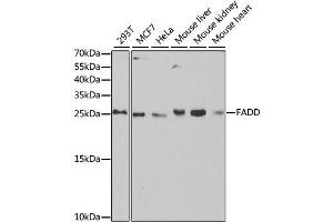 Western blot analysis of extracts of various cell lines, using FADD antibody. (FADD antibody  (AA 1-208))