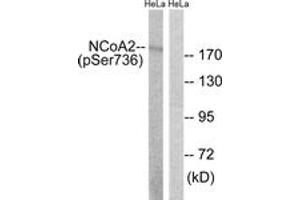 Western blot analysis of extracts from HeLa cells treated with TSA 400nM 24H, using NCoA2 (Phospho-Ser736) Antibody.