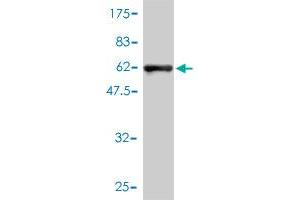 Western Blotting (WB) image for anti-Annexin A2 (ANXA2) (AA 1-339) antibody (ABIN559873)