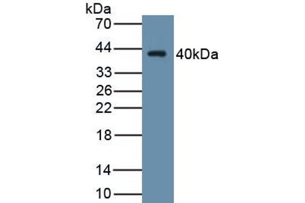 WNT4 antibody  (AA 26-351)