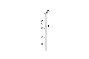 Anti-MTMR9 Antibody at 1:1000 dilution + K562 whole cell lysate Lysates/proteins at 20 μg per lane. (MTMR9 antibody  (C-Term))