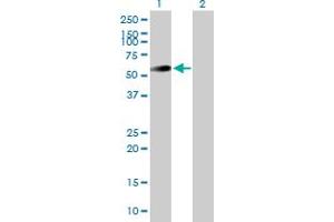 Western Blot analysis of UAP1 expression in transfected 293T cell line by UAP1 MaxPab polyclonal antibody. (UAP1 antibody  (AA 1-505))