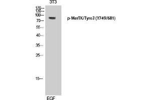 Western Blot (WB) analysis of 3T3 cells using Phospho-MerTK/Tyro3 (Y749/681) Polyclonal Antibody. (MerTK/Tyro3 antibody  (pTyr681, pTyr749))