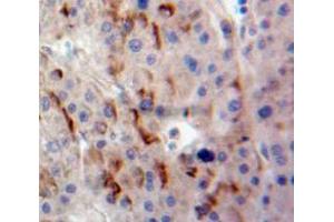 Used in DAB staining on fromalin fixed paraffin-embedded Liver tissue (DLL1 antibody  (AA 24-175))