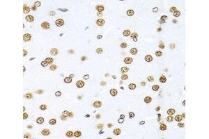 Immunohistochemistry of paraffin-embedded Rat brain using KHDRBS1 Polyclonal Antibody at dilution of 1:100 (40x lens). (KHDRBS1 antibody)