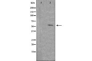 Western blot analysis of extracts from COLO205 cells, using PE2R4 antibody. (PTGER4 antibody  (Internal Region))