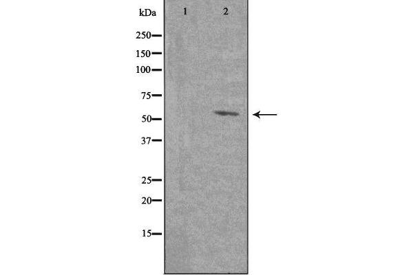 PTGER4 antibody  (Internal Region)