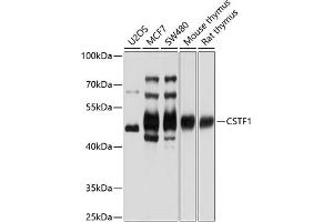 Western blot analysis of extracts of various cell lines, using CSTF1 antibody (ABIN6130209, ABIN6139160, ABIN6139161 and ABIN6221618) at 1:1000 dilution. (CSTF1 antibody  (AA 1-220))