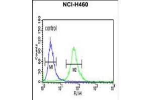 Flow cytometric analysis of NCI-H460 cells (right histogram) compared to a negative control cell (left histogram). (ITGBL1 antibody  (AA 334-360))
