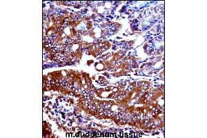 Mouse Npr1 Antibody (N-term) ((ABIN657994 and ABIN2846940))immunohistochemistry analysis in formalin fixed and paraffin embedded mouse duodenum tissue followed by peroxidase conjugation of the secondary antibody and DAB staining.