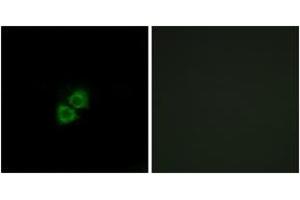 Immunofluorescence (IF) image for anti-Apolipoprotein A-I Binding Protein (APOA1BP) (AA 121-170) antibody (ABIN2890123) (APOA1BP antibody  (AA 121-170))