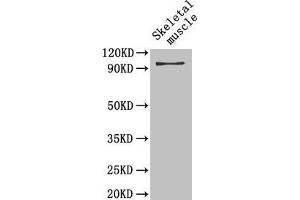 Western Blot Positive WB detected in: Mouse skeletal muscle tissue All lanes: PYGB antibody at 4 μg/mL Secondary Goat polyclonal to rabbit IgG at 1/50000 dilution Predicted band size: 97 kDa Observed band size: 97 kDa (PYGB antibody  (AA 6-843))