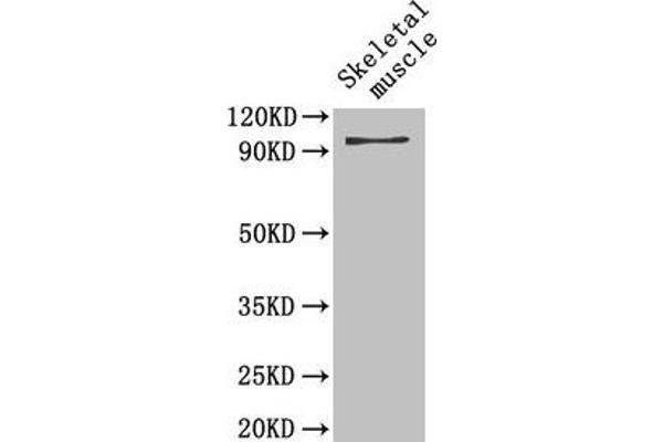 PYGB antibody  (AA 6-843)