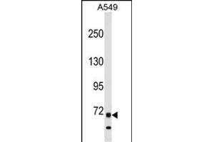 ITK Antibody (N-term) (ABIN1539219 and ABIN2849107) western blot analysis in A549 cell line lysates (35 μg/lane).