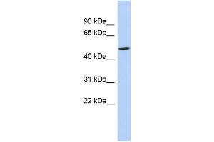 WB Suggested Anti-ZNF329 Antibody Titration:  0. (ZNF329 antibody  (N-Term))