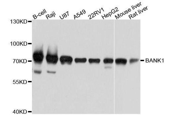 BANK1 antibody  (AA 516-785)