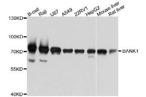 Western blot analysis of extracts of various cell lines, using BANK1 antibody. (BANK1 antibody  (AA 516-785))