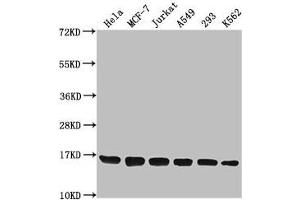 Western Blot Positive WB detected in: Hela whole cell lysate, MCF-7 whole cell lysate, Jurkat whole cell lysate, A549 whole cell lysate, 293 whole cell lysate, K562 whole cell lysate All lanes: H3F3A antibody at 1:1000 Secondary Goat polyclonal to rabbit IgG at 1/40000 dilution Predicted band size: 16 kDa Observed band size: 16 kDa (Histone H3.3 antibody  (2meLys79))