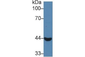 Rabbit Capture antibody from the kit in WB with Positive Control: Sample Human Lung lysate. (CYFRA21.1 CLIA Kit)