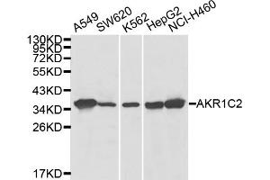 Western blot analysis of extracts of various cell lines, using AKR1C2 antibody (ABIN6289998).