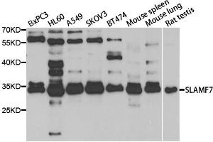 Western blot analysis of extracts of various cell lines, using SLAMF7 antibody (ABIN5973404) at 1/1000 dilution. (SLAMF7 antibody)