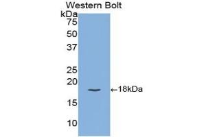 TFPI antibody  (AA 29-210)