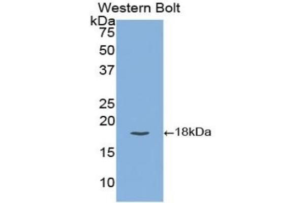 TFPI antibody  (AA 29-210)