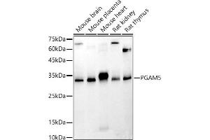 Western blot analysis of extracts of various cell lines, using PG antibody (ABIN7269317) at 1:500 dilution. (PGAM5 antibody  (AA 30-225))