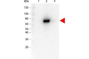 Western Blot of Rat anti-AKT2 antibody. (AKT2 antibody  (Internal Region) (Biotin))