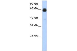 WB Suggested Anti-IGFALS Antibody Titration:  0. (IGFALS antibody  (Middle Region))